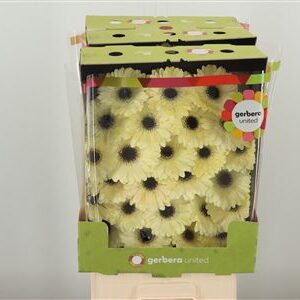 Gerbera Ge Mi @ Casillas 50 cm