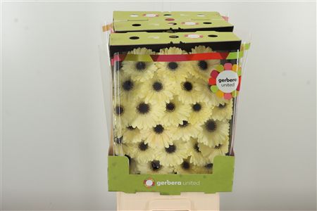 Gerbera Ge Mi @ Casillas 50 cm