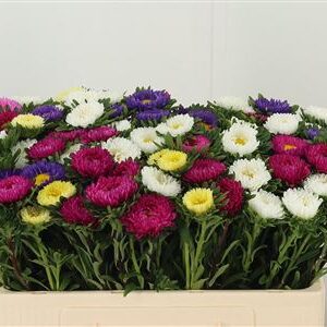 Astra Callis Mixed Matsumoto – čerstvý rezaný kvet, dĺžka: 50 cm, pôvod: DE