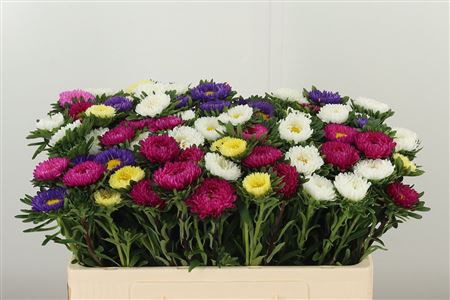 Astra Callis Mixed Matsumoto – čerstvý rezaný kvet, dĺžka: 50 cm, pôvod: DE