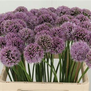 Allium Krystyna – čerstvý rezaný kvet, dĺžka: 60 cm, pôvod: NL