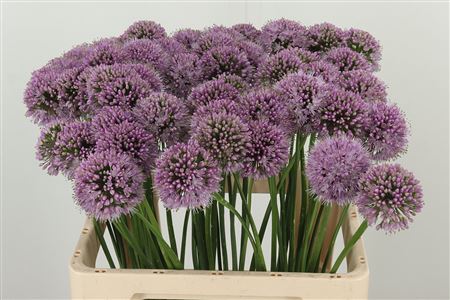 Okrasný cesnak Allium Kenton s guľovitým kvetenstvom