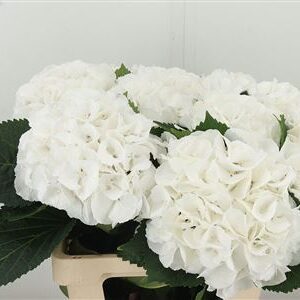 Hortenzia metlinatá Schneeball White