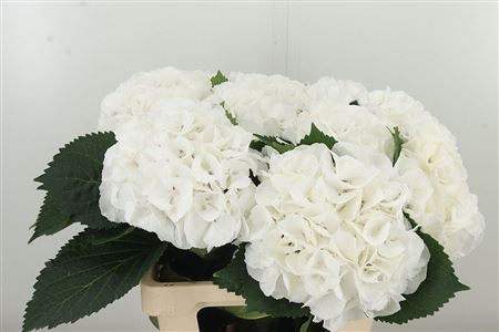 Hortenzia metlinatá Schneeball White
