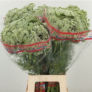 Ammi Visnaga Casablanca s jemnými bielymi súkvetiami