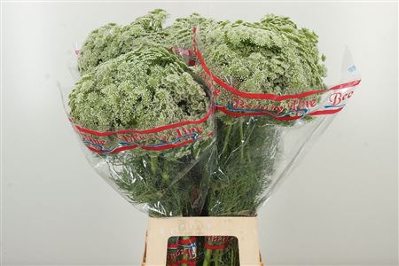 Ammi Visnaga Casablanca s jemnými bielymi súkvetiami
