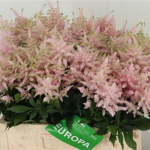 Astilbe Europa Pale Pink rezaný kvet