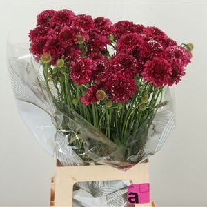 Scabiosa White Scoop rezaný kvet