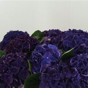 Hortenzia M Royal King