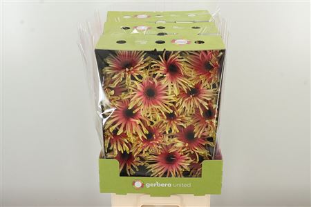 Gerbera Pasta Rebel Typhoon s plným kvetom a zvlnenými lupeňmi