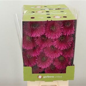 Gerbera pomponette Magic Ball v sýtom magenta odtieni