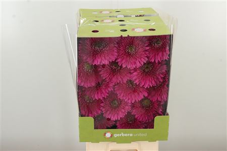 Gerbera pomponette Magic Ball v sýtom magenta odtieni