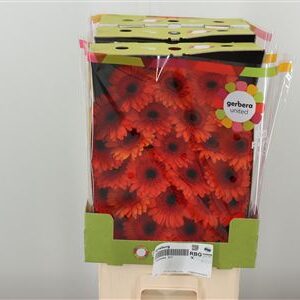Gerbera Mi Aq Caramba 50 cm