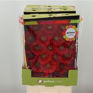 Ge Mi @ Ketchup – čerstvý rezaný kvet, dĺžka: 50 cm, pôvod: NL