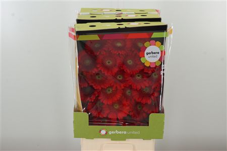 Gerbera Ge Mi @ Ketchup 50 cm