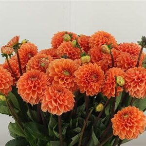 Dahlia Pp Sylvia Orange – čerstvý rezaný kvet, dĺžka: 60 cm, pôvod: NL