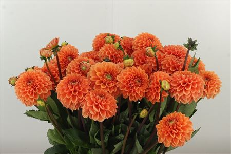 Dahlia Pp Sylvia Orange – čerstvý rezaný kvet, dĺžka: 60 cm, pôvod: NL