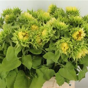 Bio Helianthus Procut White Nite – čerstvý rezaný kvet, dĺžka: 70 cm, pôvod: NL