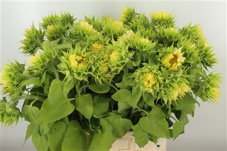Bio Helianthus Procut White Nite – čerstvý rezaný kvet, dĺžka: 70 cm, pôvod: NL