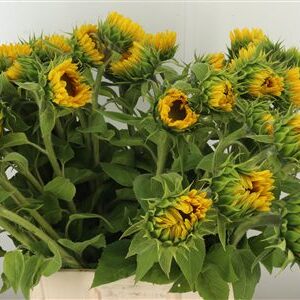 Bio Helianthus Vincent`s Fresh – čerstvý rezaný kvet, dĺžka: 70 cm, pôvod: NL