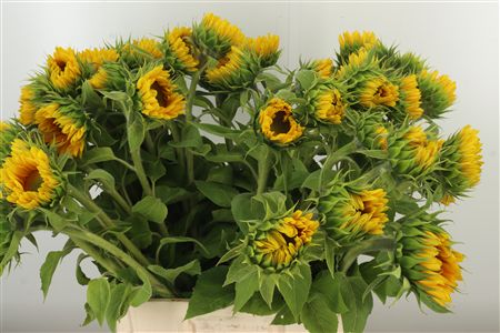 Bio Helianthus Vincent`s Fresh – čerstvý rezaný kvet, dĺžka: 70 cm, pôvod: NL