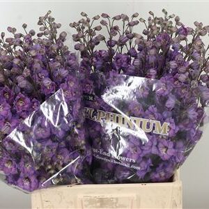 Delph El Amor Dutch Beauty – čerstvý rezaný kvet, dĺžka: 70 cm, pôvod: NL