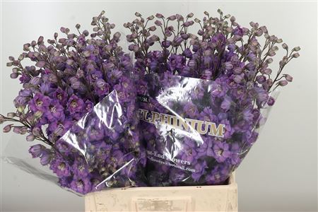 Delph El Amor Dutch Beauty – čerstvý rezaný kvet, dĺžka: 70 cm, pôvod: NL