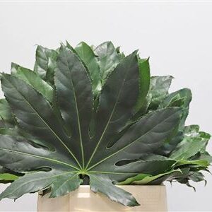 Aralia Mini 25 cm