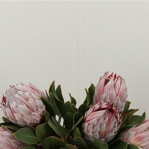 Protea Cynaroides rezaný kvet