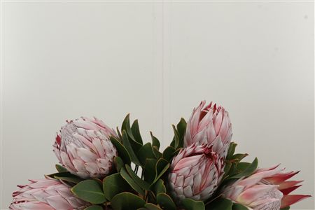 Protea Cynaroides rezaný kvet