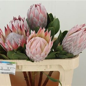 Protea Cynaroides rezaný kvet