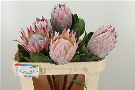 Protea Cynaroides rezaný kvet