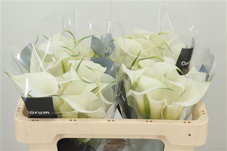 Kala Carrera krémovej farby s jemným nádychom