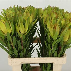 Leucad Ulka – čerstvý rezaný kvet, dĺžka: 60 cm