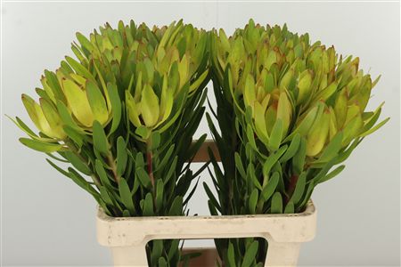 Leucad Ulka – čerstvý rezaný kvet, dĺžka: 60 cm