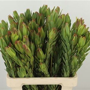 Leucad Procerum 60 cm