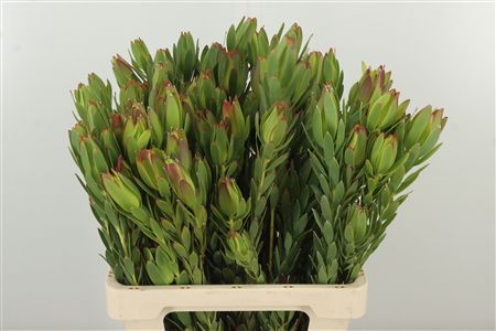 Leucad Procerum 60 cm