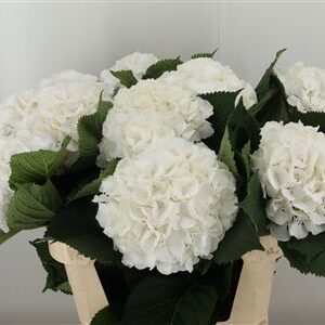 Hydr M Verena White – čerstvý rezaný kvet, dĺžka: 80 cm, pôvod: NL