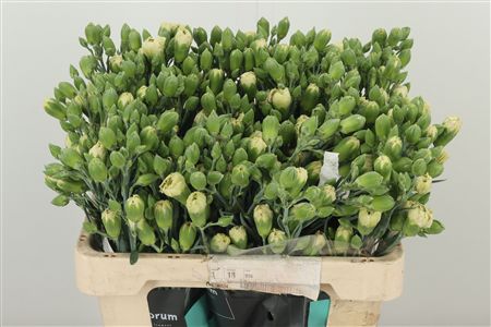 Karafiát Di Tr Miss Almendra – čerstvý rezaný kvet, dĺžka: 60 cm, pôvod: NL