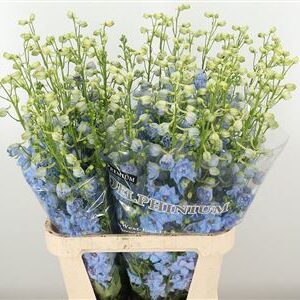 Delphinium Bel Balkleid Baby Blue 70 cm