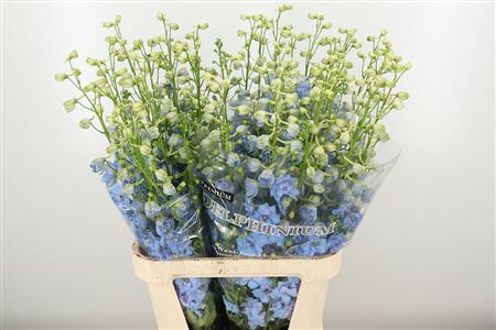 Delphinium Bel Balkleid Baby Blue 70 cm