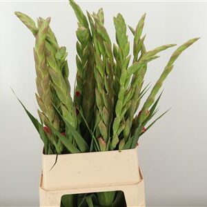 Gladiool Mango Muse – čerstvý rezaný kvet, dĺžka: 100 cm, pôvod: NL