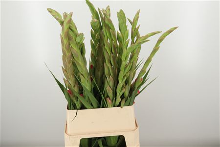 Gladiool Mango Muse – čerstvý rezaný kvet, dĺžka: 100 cm, pôvod: NL
