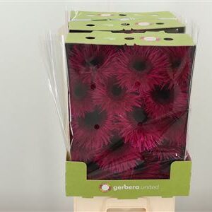 Gerbera Spider Mix