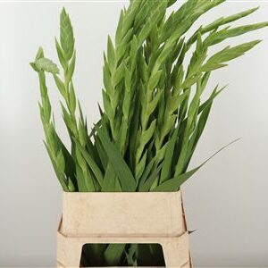 Gladiool Sweet Crystal – čerstvý rezaný kvet, dĺžka: 110 cm, pôvod: NL
