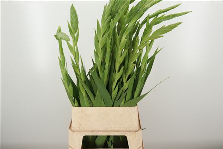 Gladiool Sweet Crystal – čerstvý rezaný kvet, dĺžka: 110 cm, pôvod: NL