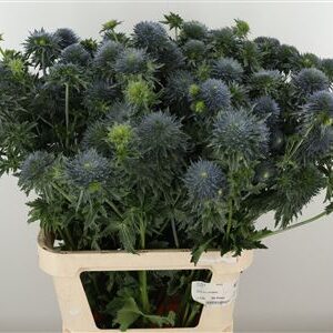 Eryngium Orion Qstar s modro-fialovými súkvetiami