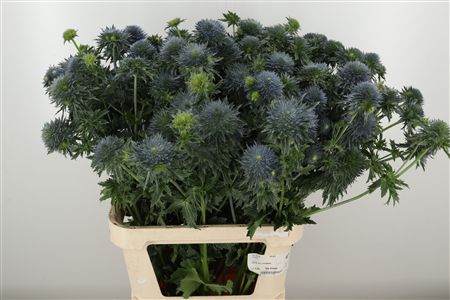 Eryngium Orion Qstar s modro-fialovými súkvetiami