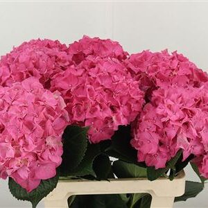 Hortenzia M Rodeo Red 60 cm