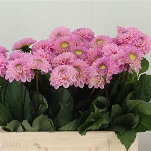Dahlia Pp Wizz Of Oz Pale Pink – čerstvý rezaný kvet, dĺžka: 60 cm, pôvod: NL